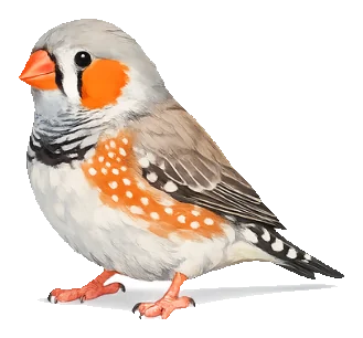 Sebrafinka