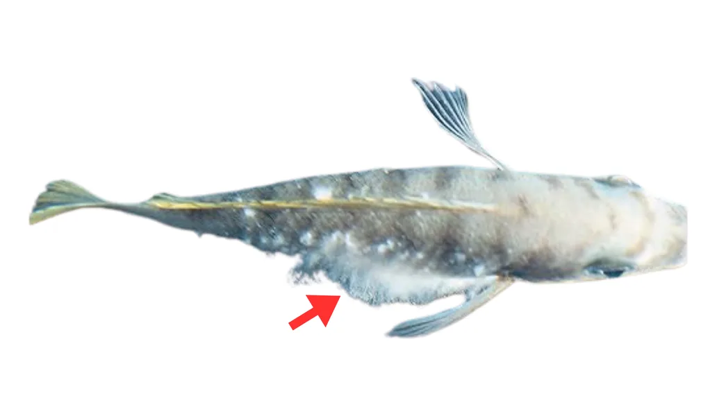 Sveppasýking (mycosis)